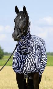 BUSSE-Ekzemerdecke-ZEBRA-frontal