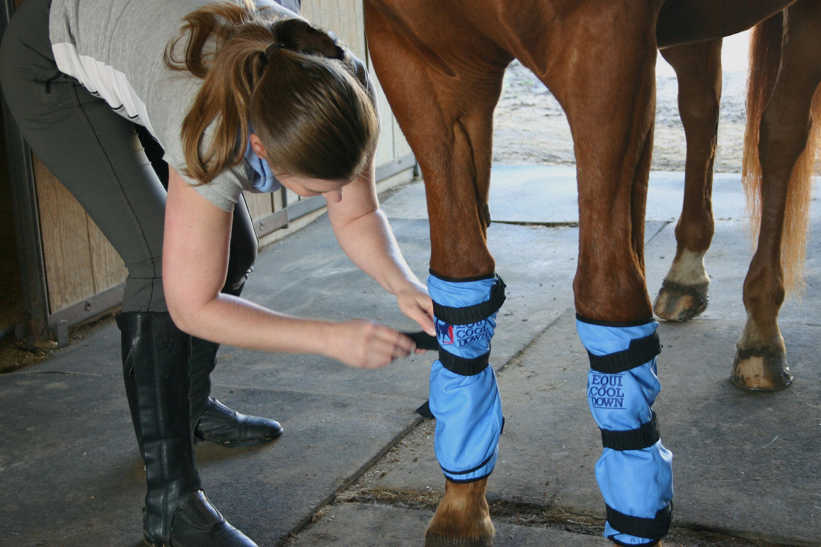 Equicooldown-PuttingOnLegWraps7rebp1oW6tK7y
