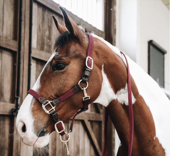 Kentucky Halfter Plaited Nylon