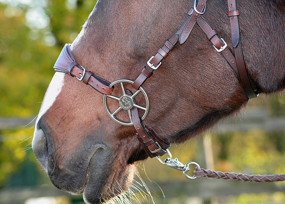 full_03_hackamore_zaum_anatomic_38pqD99roxtwHq